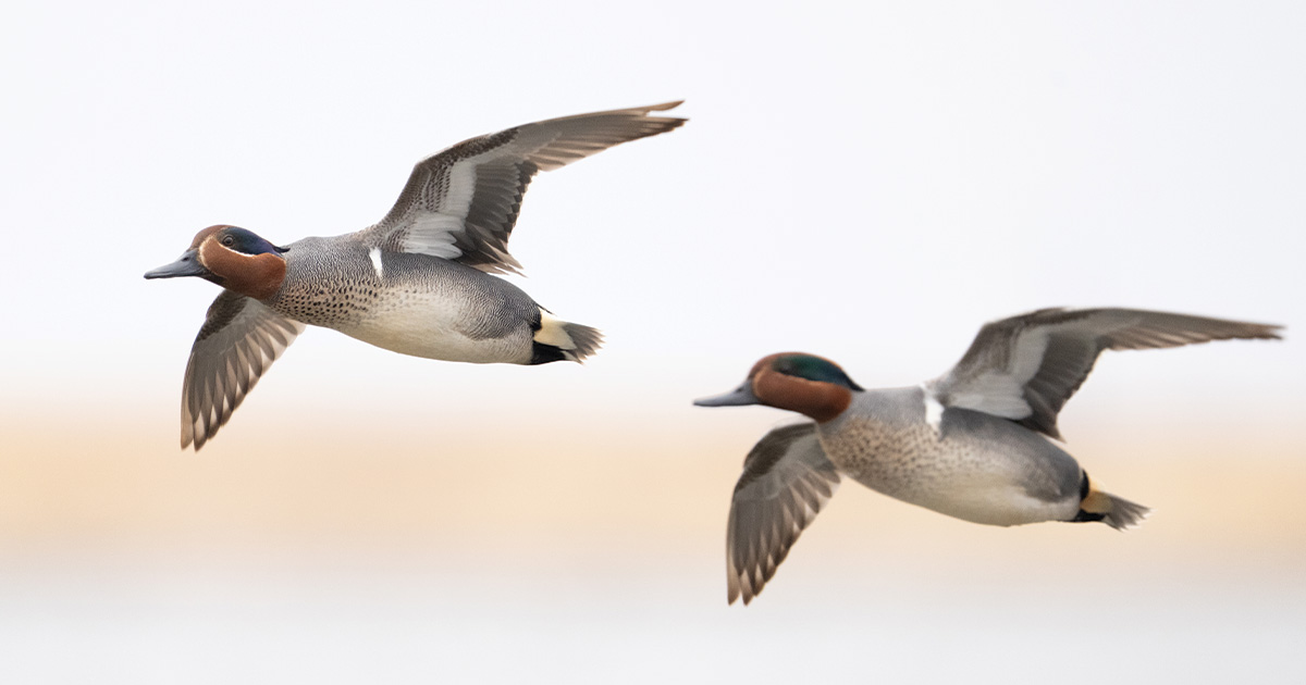 Image for Migration Alert: Hunters, Waterfowl Managers Optimistic in the North Atlantic
