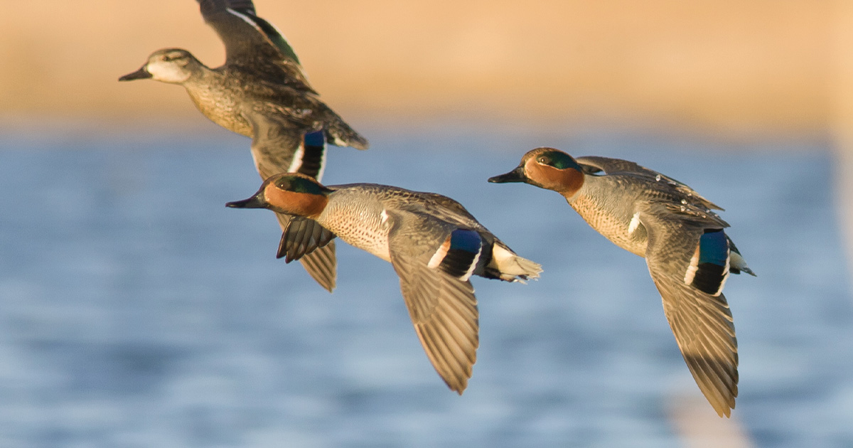 Image for Migration Alert: Pacific Northwest Habitat Quality Varies, Expectations Remain Positive