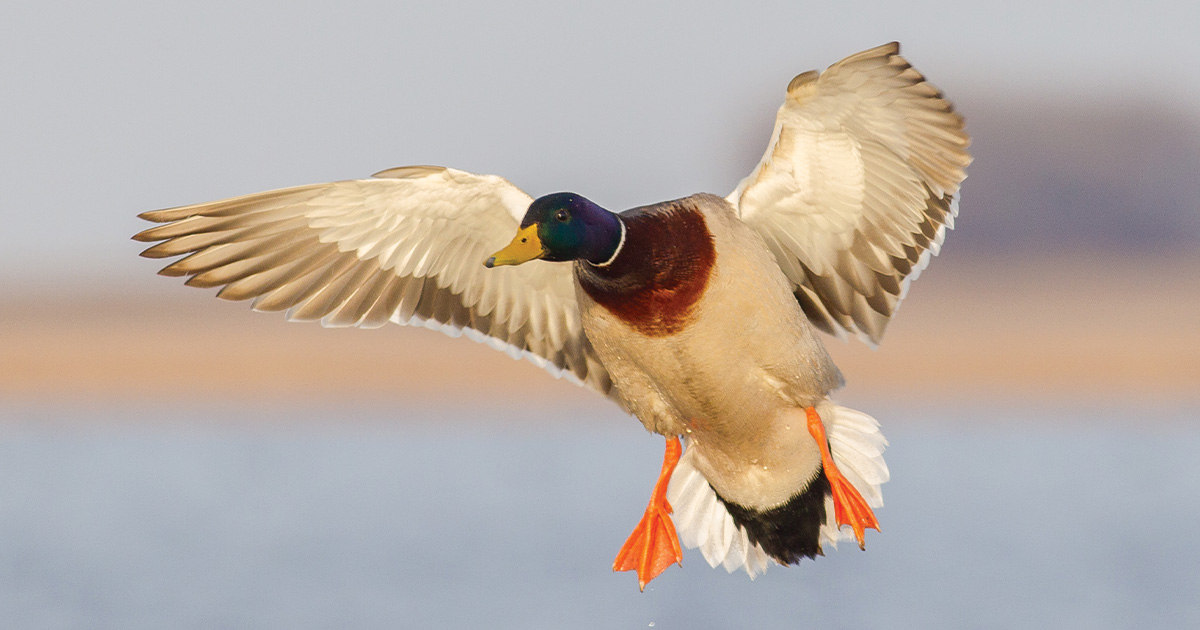Image for Migration Alert: Early Migrators Arrive in South Dakota, Few Mallards