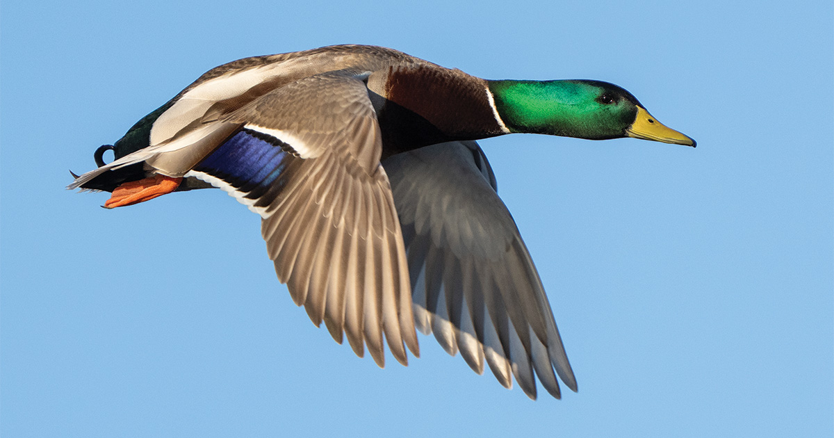 Migration Alert: Drought Adds to Difficult Conditions in the Pacific Northwest