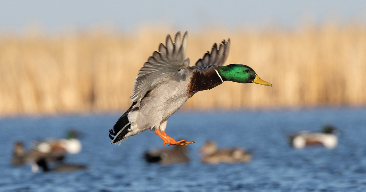 Image for Migration Alert: Early Water and Strong Local Production Set the Table for California Hunters