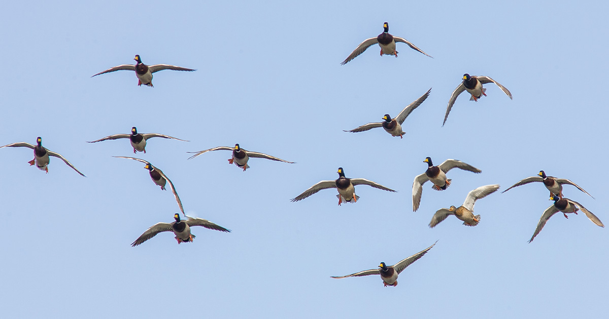 Migration Alert: Hunters Across the Canadian Prairies Enjoying Consistent Migration