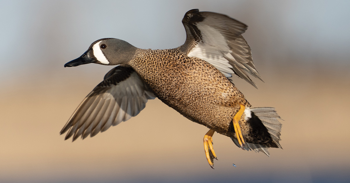 Migration Alert: Texas Teal Hunting as Hot as the Weather