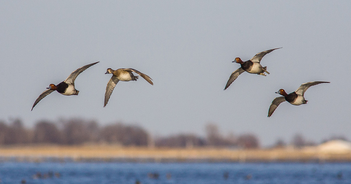 Image for Migration Alert: Northern Portion of Central Flyway Primed for Migration