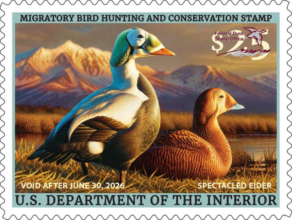 2025-2026 Federal Duck Stamp featuring a pair of spectacled eiders painted by Adam Grimm. (c) USFWS
