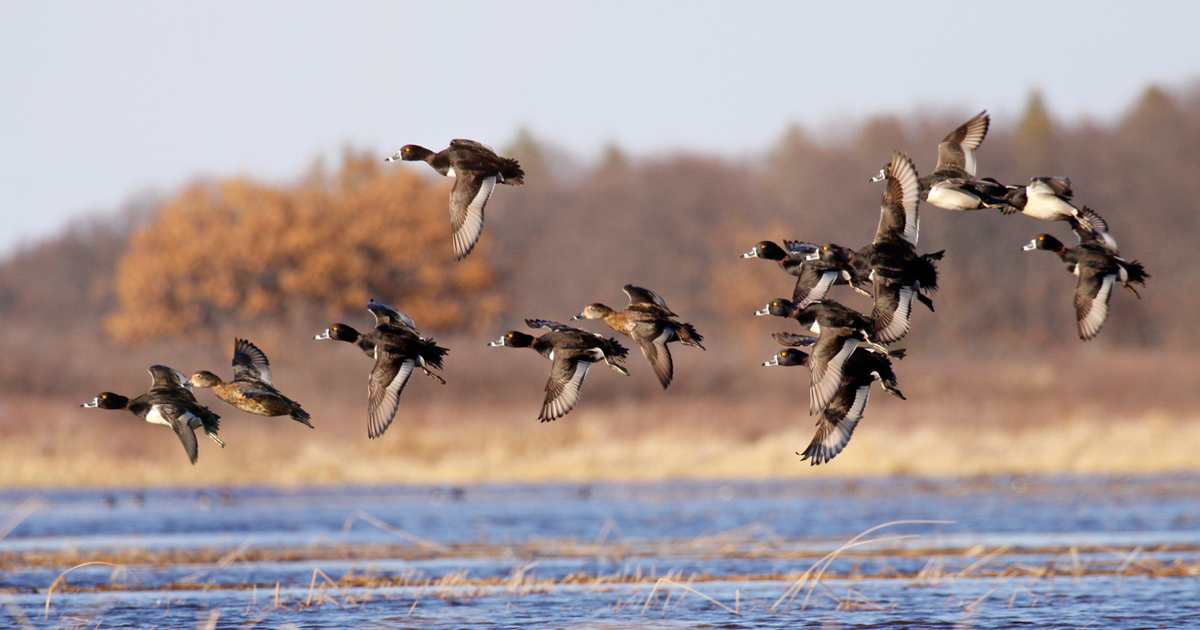 Walmart Foundation Supports Rice Stewardship