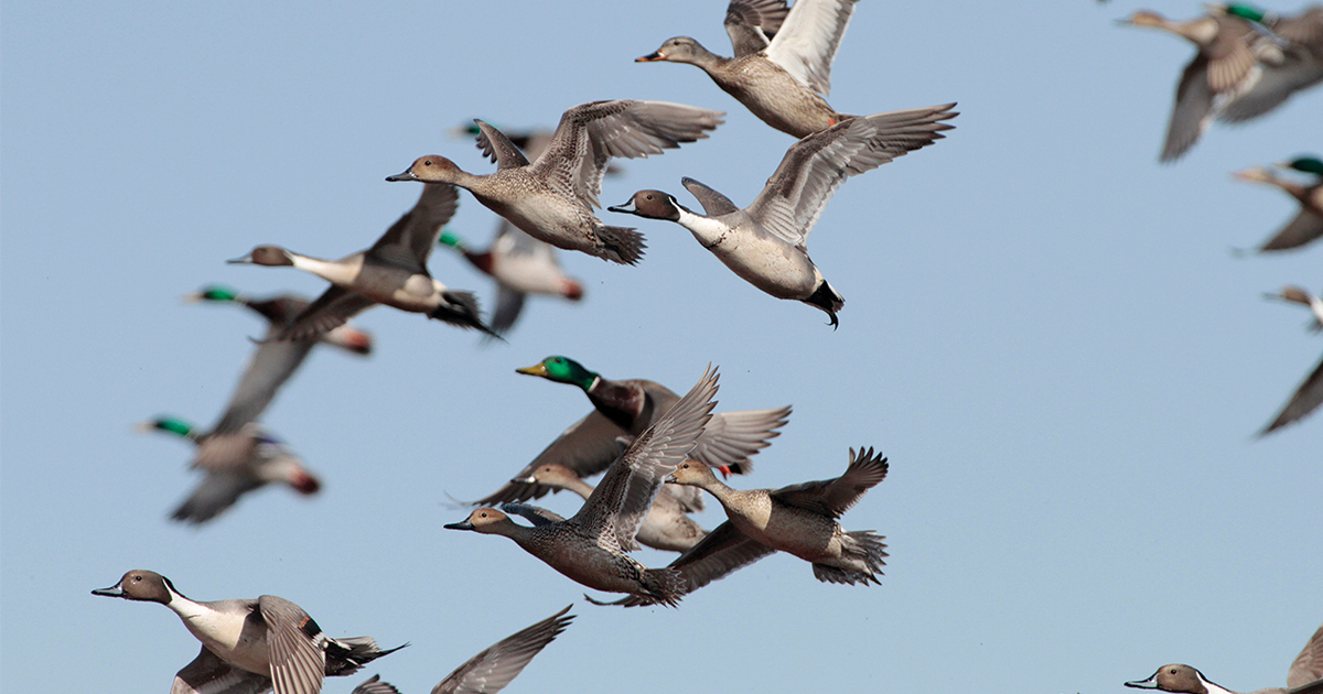 New Rule on Import of Harvested Game Birds From Canada