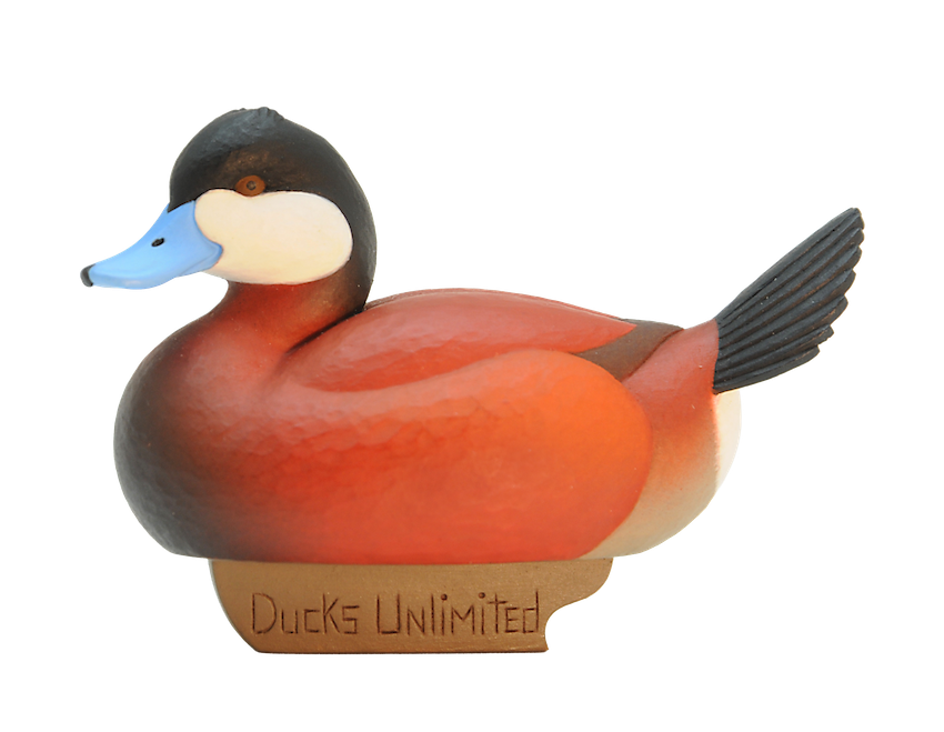 Ruddy Duck