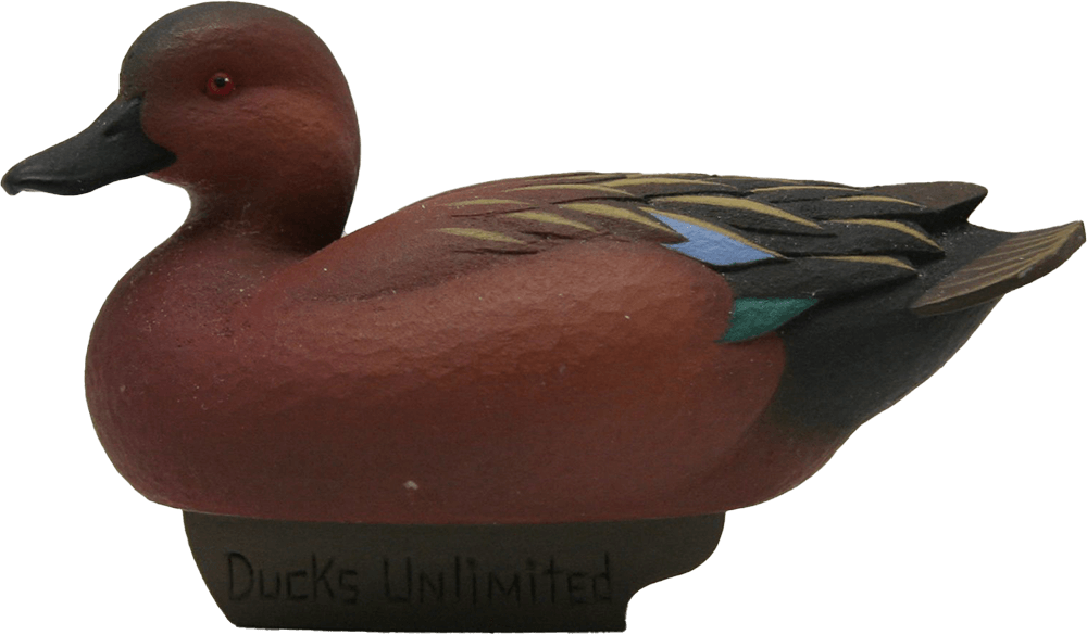 Cinnamon Teal