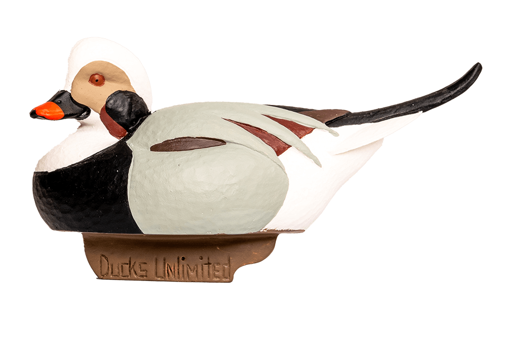 Long-Tailed Duck