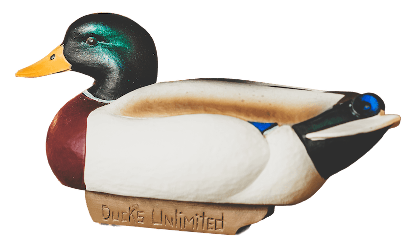 Mallard Duck