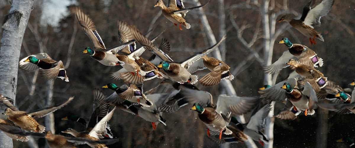 Ducks in flight 