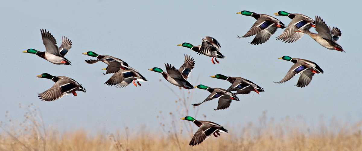 Ducks in flight