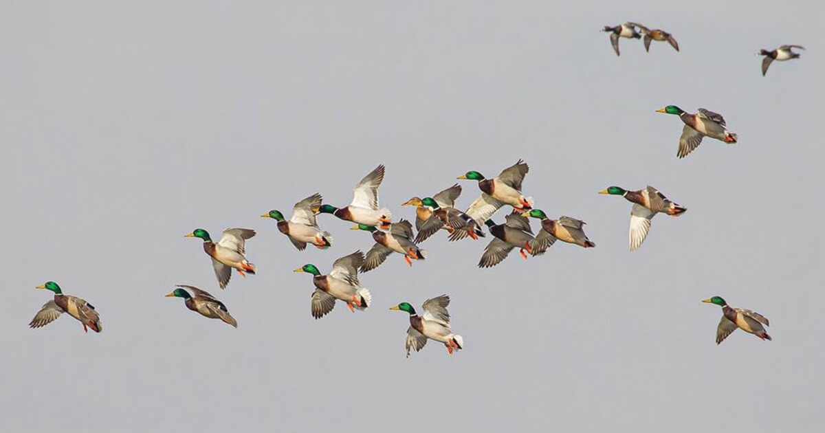 Ducks in flight