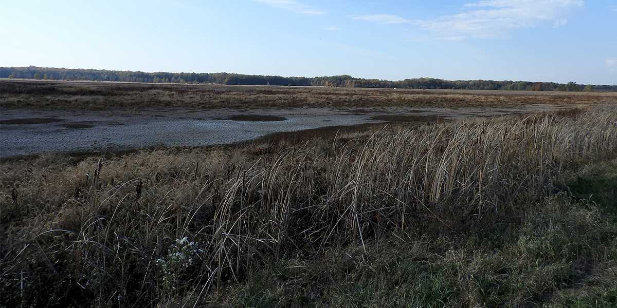 This area of Hovey Lake WMA will be transformed to a managed wetland.