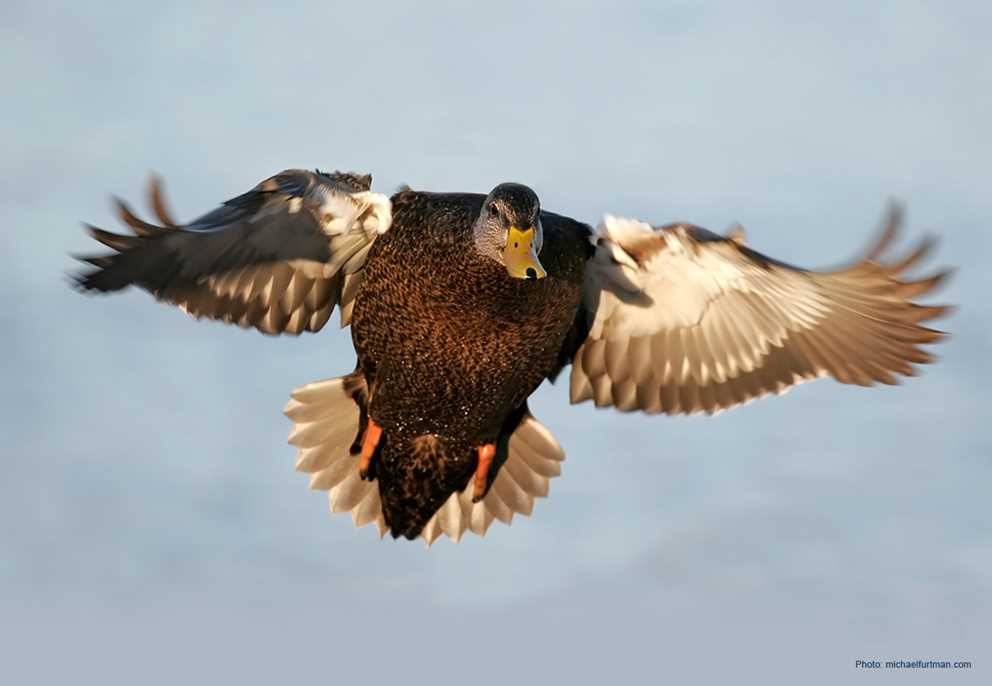 American Black Duck Flying