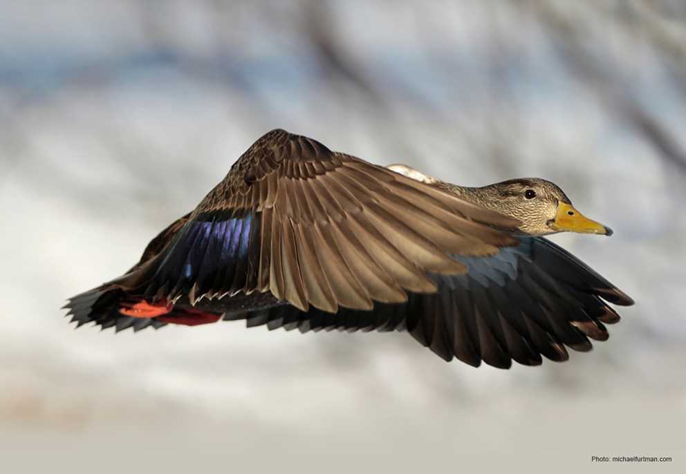 American Black Duck Gliding