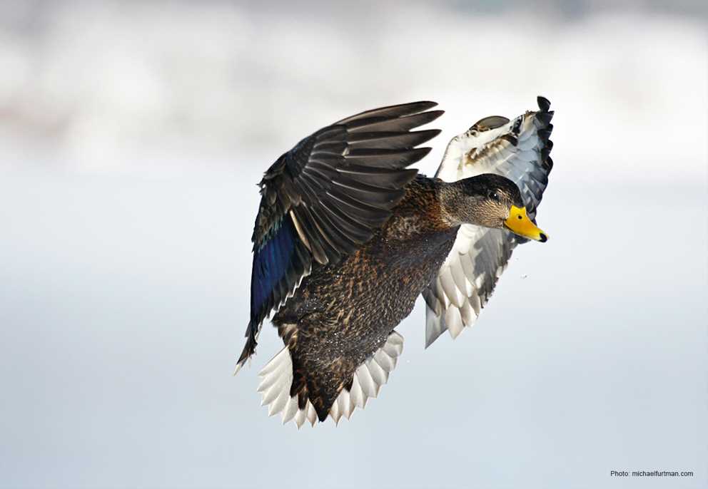 American Black Duck Hovering