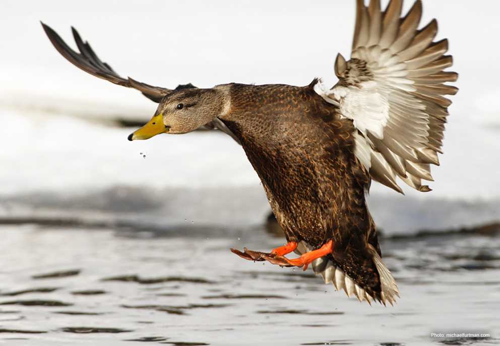 American Black Duck Landing 2