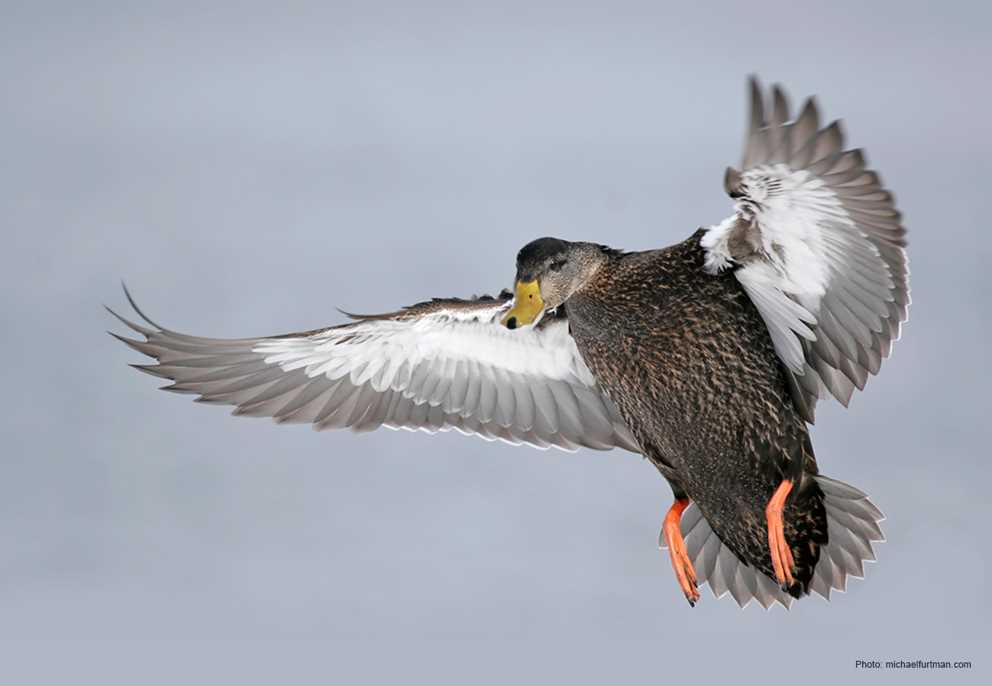 American Black Duck Landing