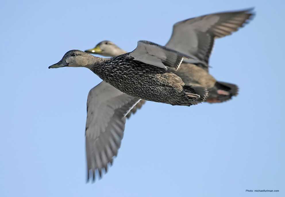 American Black Duck Pair Flying