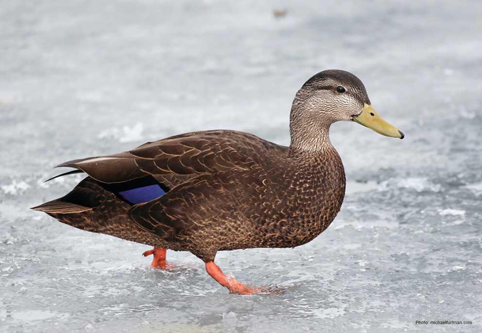 View the American Black Duck on Ducks Unlimited's Waterfowl ID