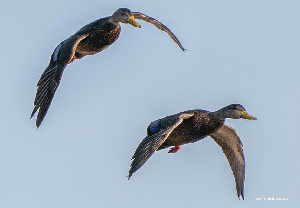 American Black Duck Image