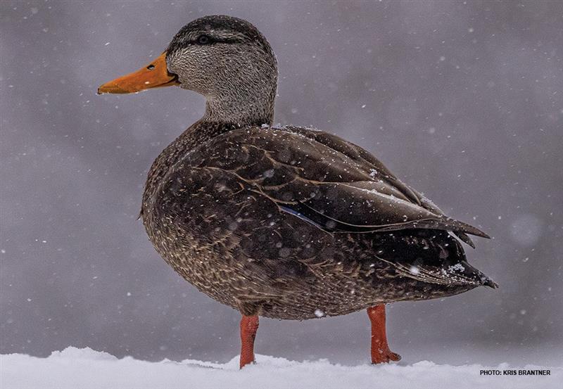 American Black Duck Image