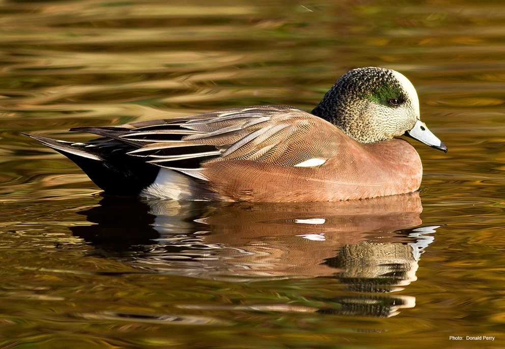 American Wigeon At Rest