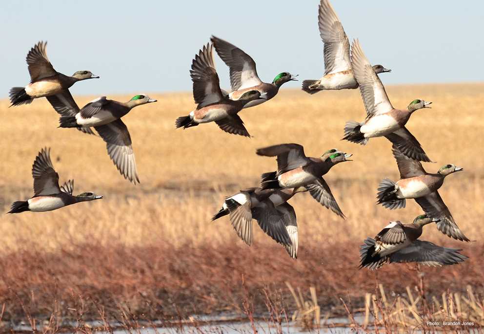 American Wigeon Group Flying