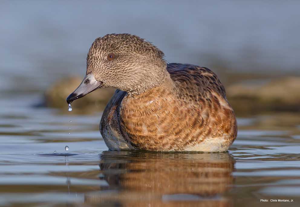 American Wigeon Looking Left