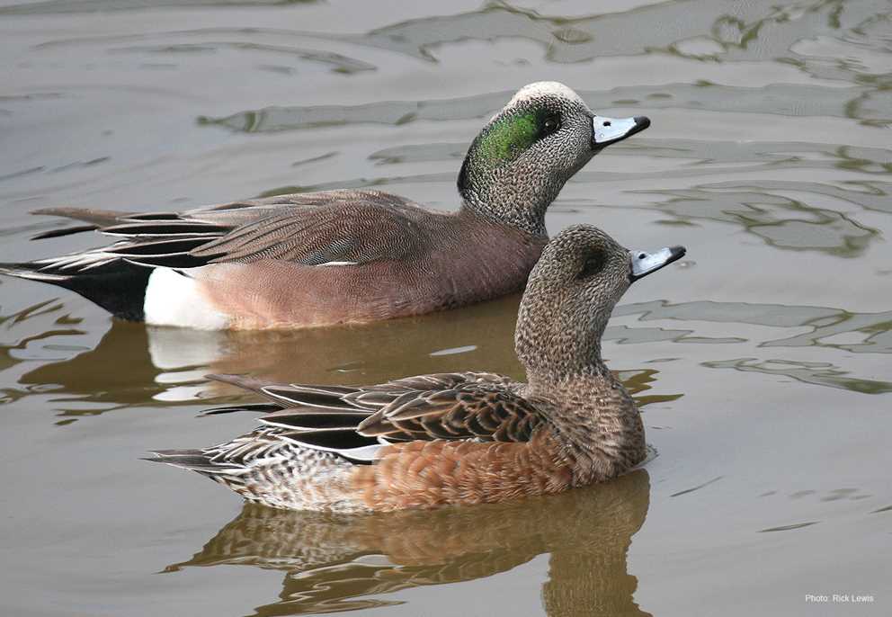 American Wigeon Pair Swimming