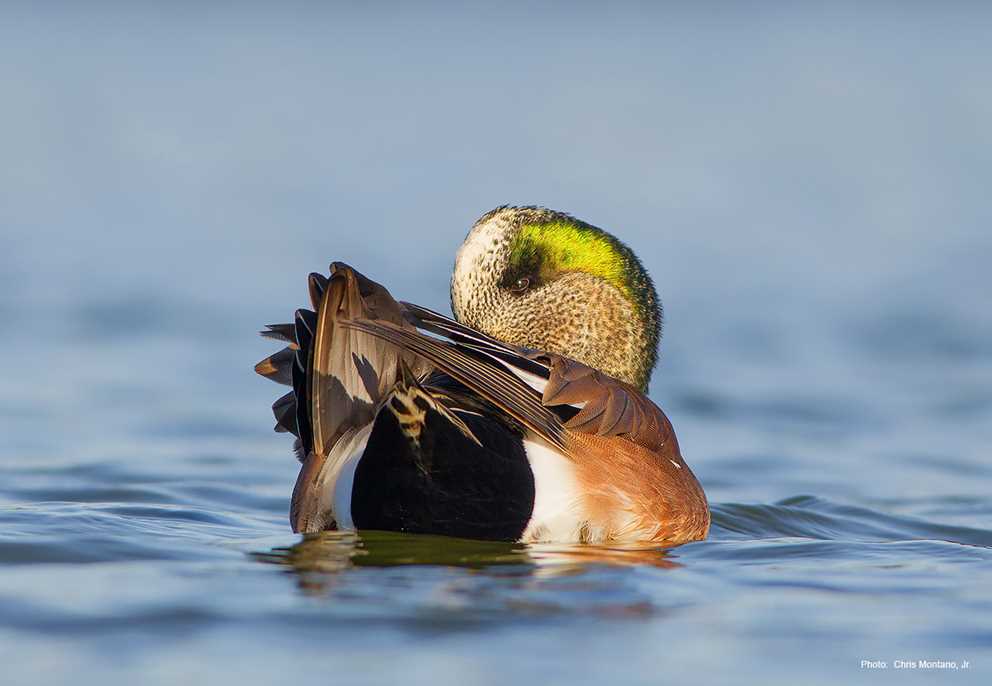 American Wigeon Preening