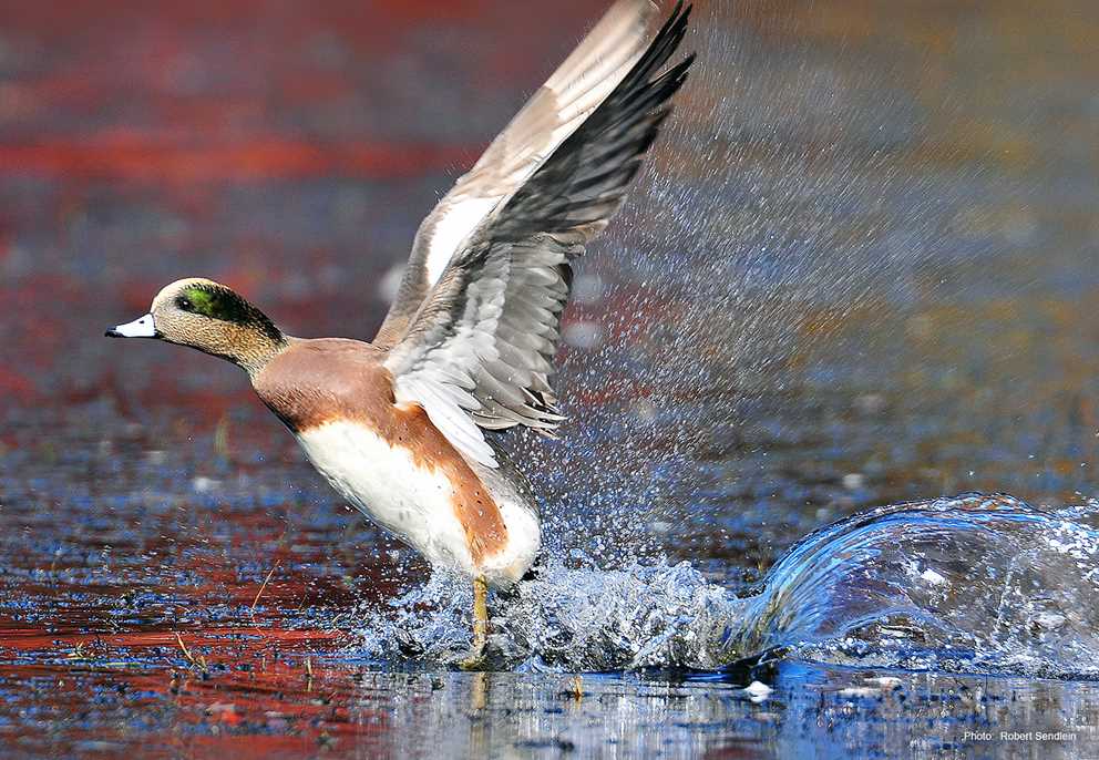 American Wigeon Taking Off