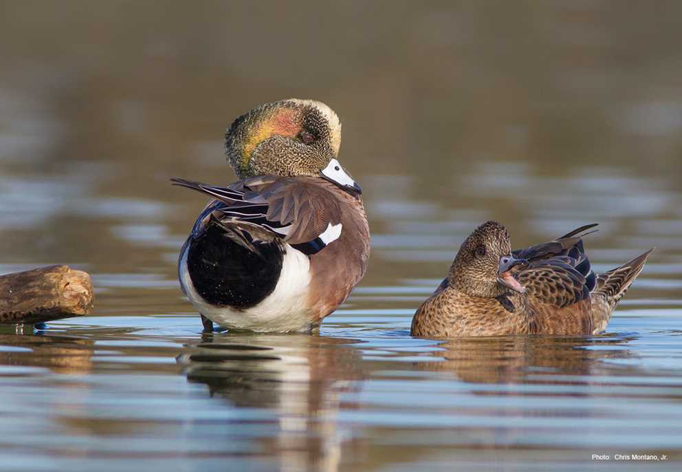 American Wigeon Vocalizing