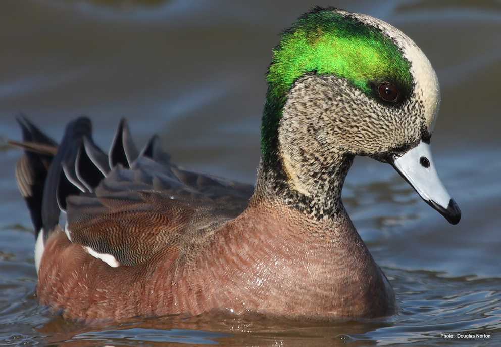 American Wigeon Wading