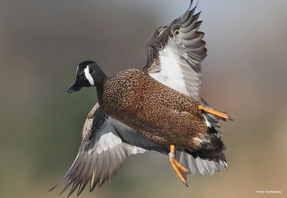 Banded Blue-winged Teal Drake