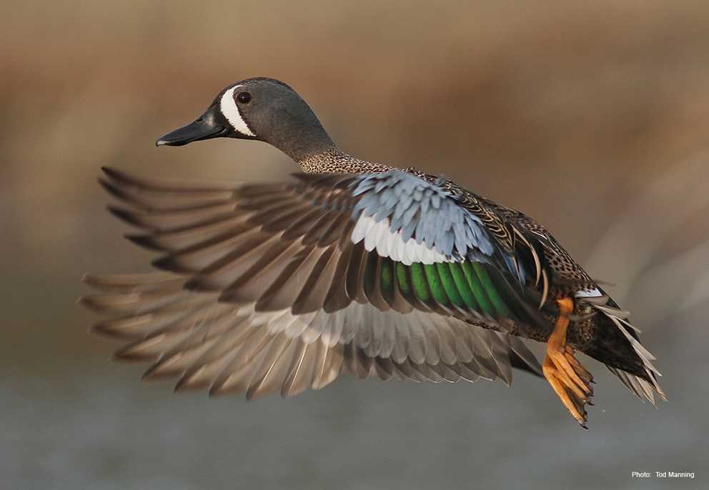 Blue-winged Teal Drake Gliding