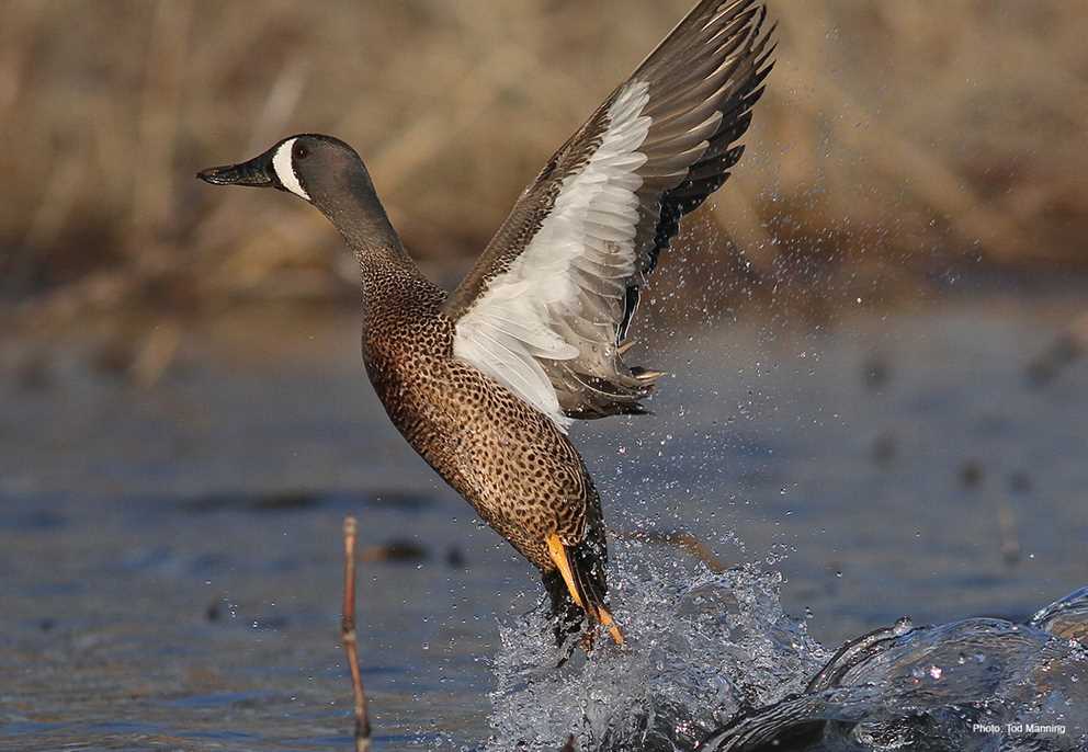 Blue-winged Teal Drake Taking Off