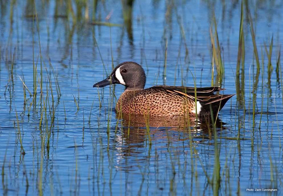 View the Blue-winged Teal on Ducks Unlimited's Waterfowl ID