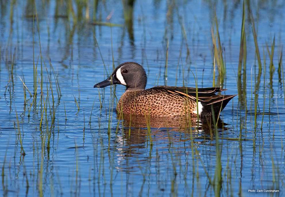 Blue-winged Teal Drake Wading