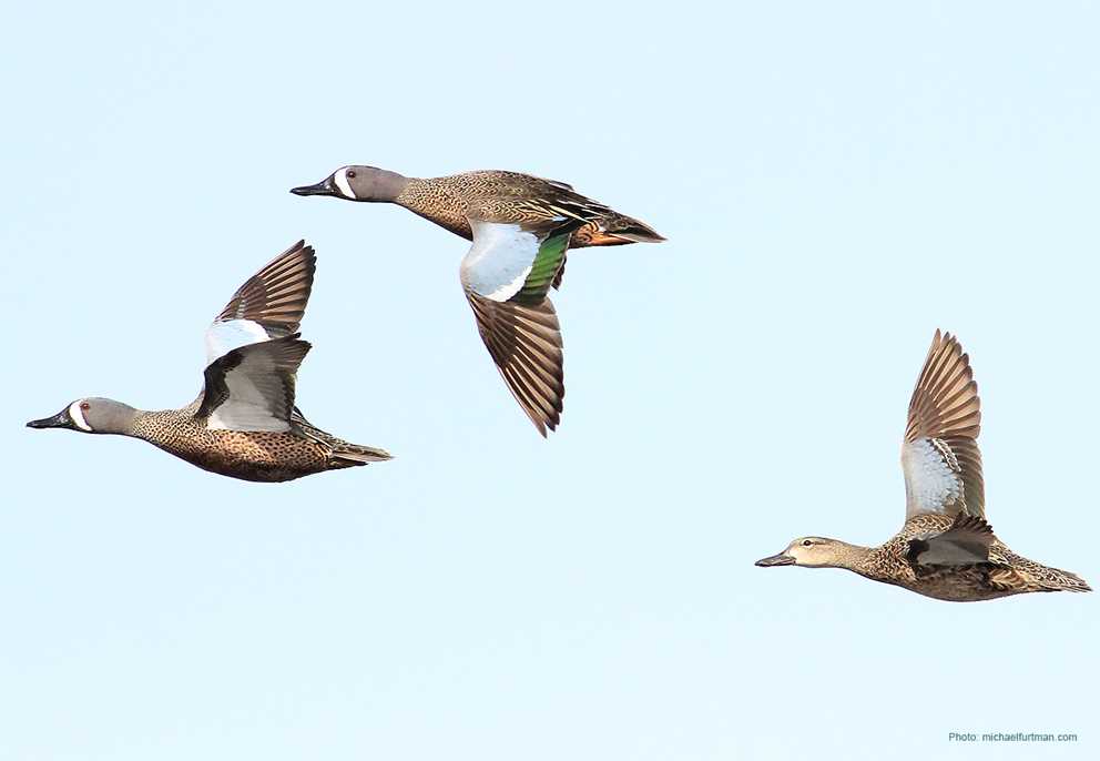 Blue-winged Teal Flying