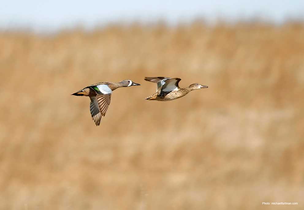 Blue-winged Teal Pair Flying