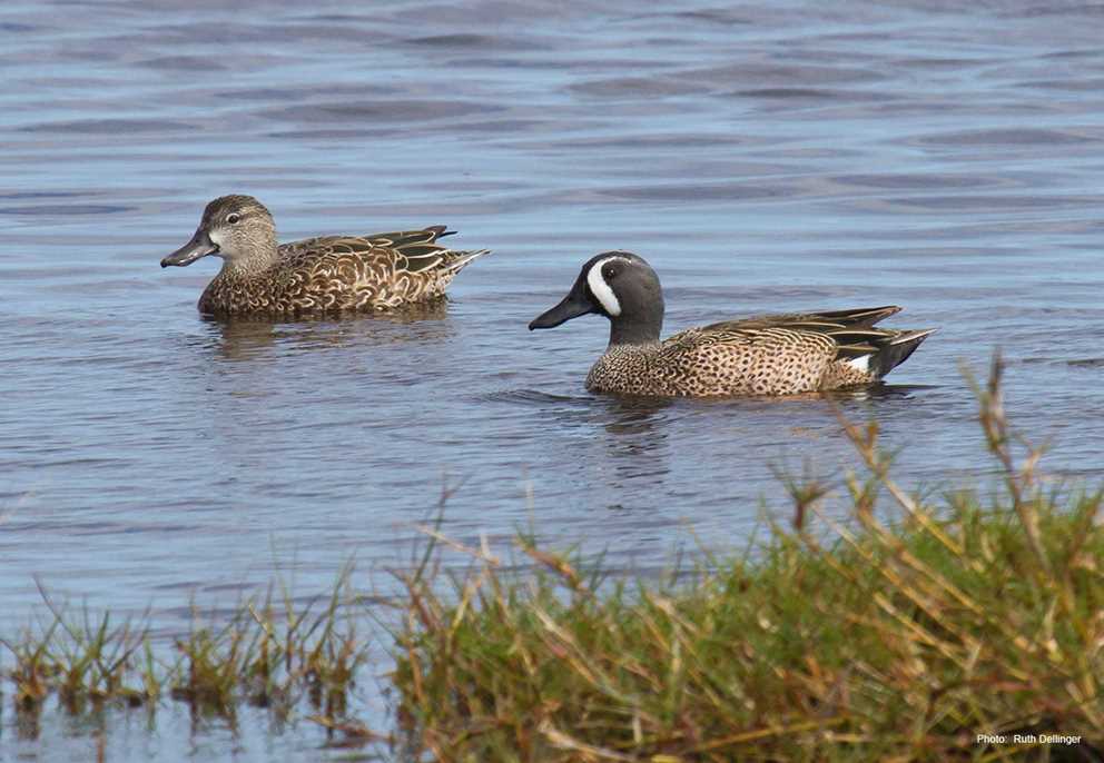 Blue-winged Teal Pair Swimming