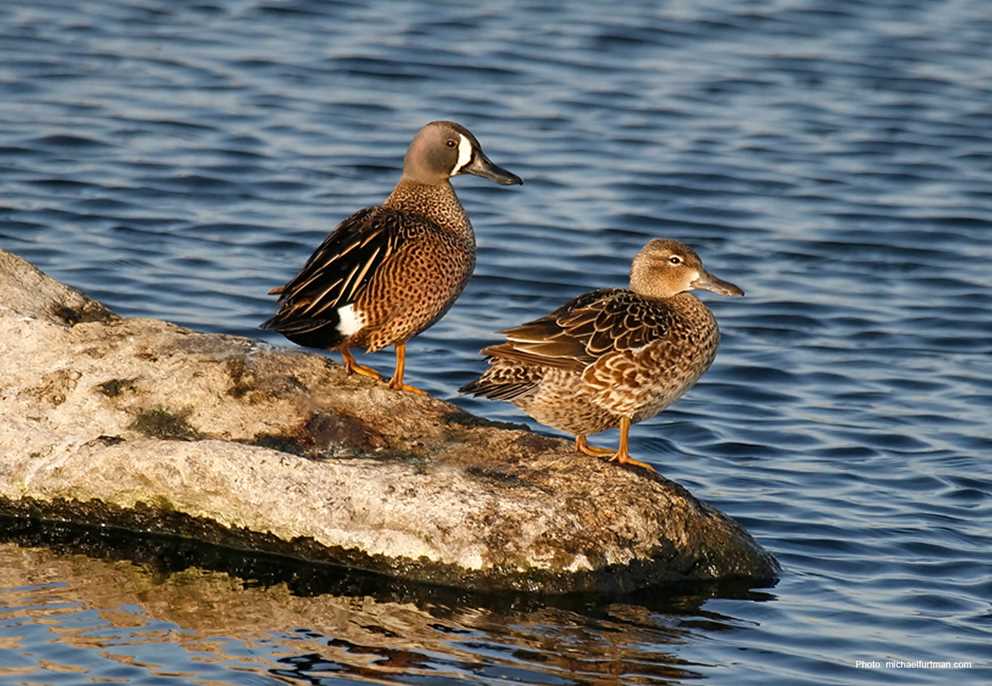 Blue-winged Teal Pair on Rock