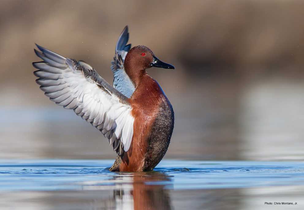 Cinnamon Teal Drake Flapping