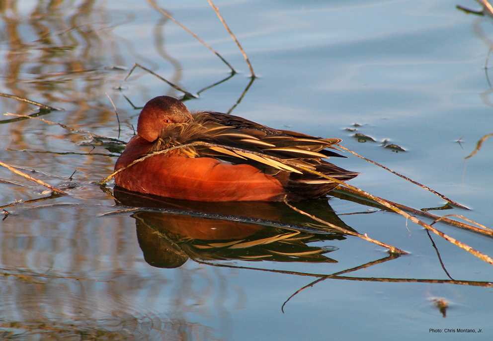 Cinnamon Teal Drake Sleeping