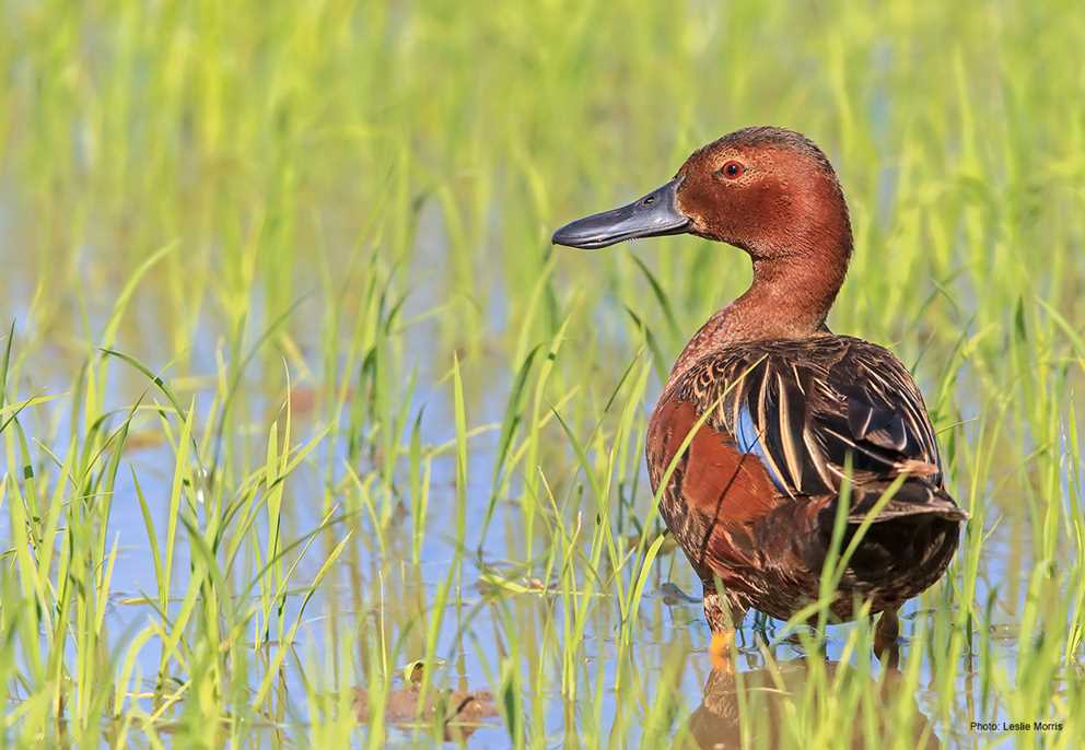 Cinnamon Teal