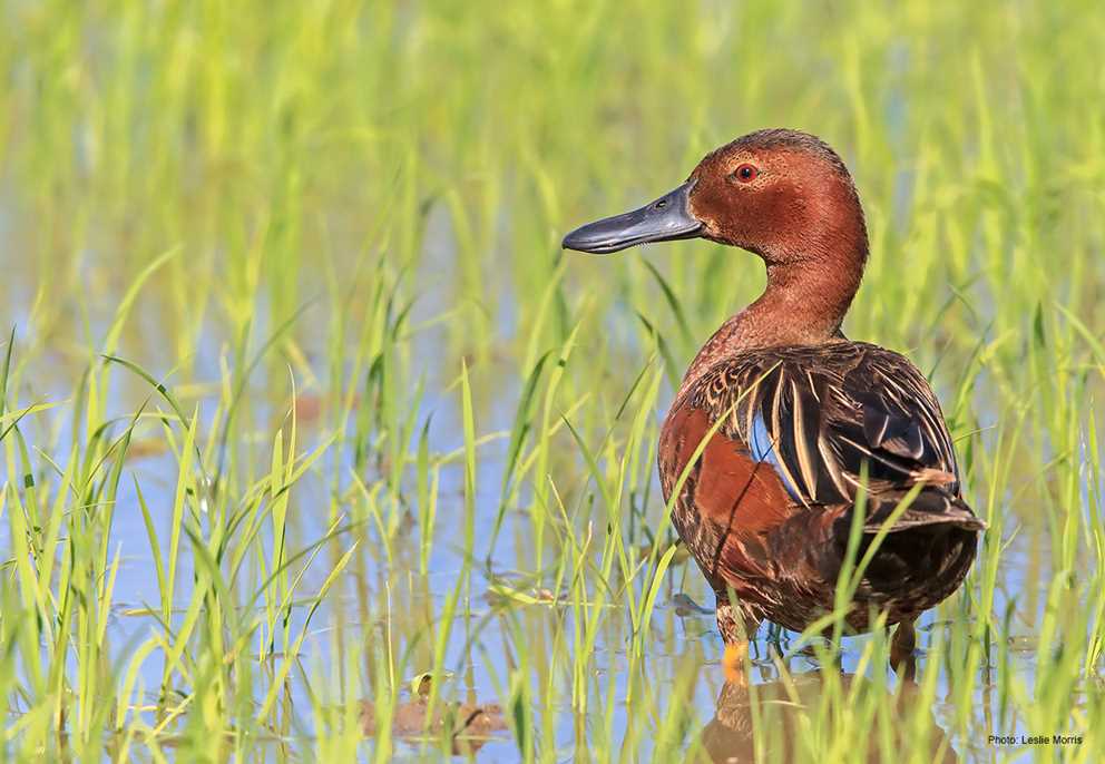 Cinnamon Teal Drake Standing