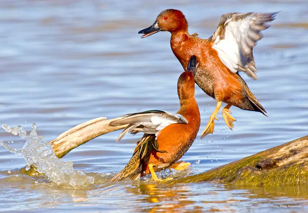 Cinnamon Teal Drakes Fighting